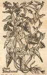 Great Bindweed.