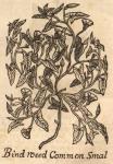 Bindweed Common Smal.