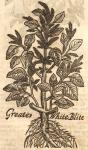 Blite, Greater White.