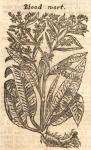 Blood wort.