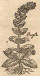 Bugle.