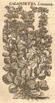 Calamintha communis.