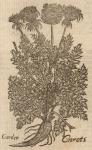 Carots, Garden.