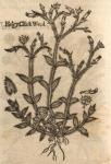 Chickweed, Hairy.