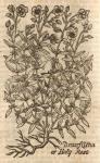 Cistus, Dwarf.