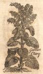 Clary, Garden.