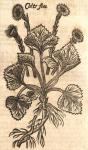 Coltsfoot.
