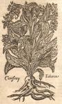Comfrey, Tuberous.