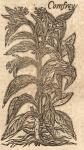 Comfrey.
