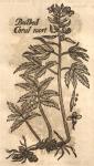 Coralwort, Bulbed.