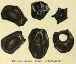 Fig. 26. Sabal fruit.