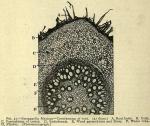 Fig. 31. Sarsaparilla, Mexican.