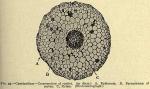 Fig. 49. Cypripedium - Cross-section of rootlet.