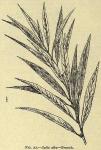Fig. 57. Salix alba - Branch.