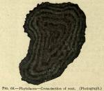 Fig. 68. Phytolacca - Cross-section of root