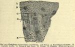 Fig. 70. Cimicifuga - Cross-section of Rhizome.