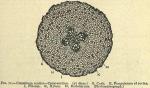 Fig. 71. Cimicifuga rootlet Cross-section.