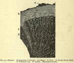 Fig. 92. Berberis. Cross-section of rhizome.