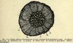 Fig. 117. Rubus villosus - Cross-section of root