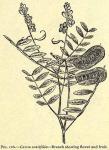 Fig. 126. Cassia acutifolia.