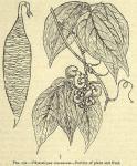 Fig. 131. Physostigma venenosum.