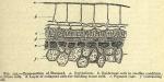 Fig. 137. Cross-section of Flaxseed.