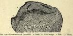 Fig. 142. Cross-section of Cranesbill.