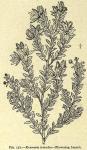 Fig. 157. Krameria triandra.