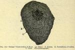 Fig. 160. Senega - Cross-section of root.