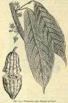 Fig. 172. Theobroma cacao.
