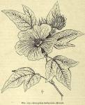Fig. 175. Gossypium herbaceum. - Branch.