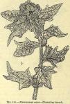 Fig. 221. Hyoscyamus niger.