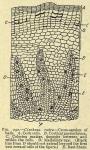 Fig. 232. Cinchona rubra - Cross-section of bark.