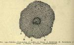 Fig. 240. Valerian - Cross-section of rootlet.