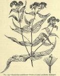 Fig. 253. Eupatorium perfoliatum.