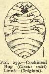 Fig. 259. Cochineal Bug.