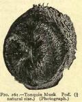 Fig. 261. Tonquin Musk Pod.