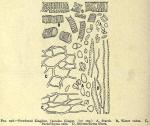 Fig. 298. Powdered Zingiber, Jamaica Ginger.