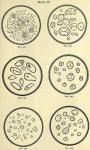 Fig. 287-292.