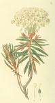 018. Ledum palustre.