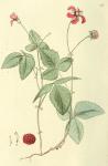 026. Rubus arcticus.
