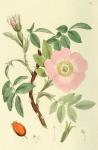 029. Rosa canina.