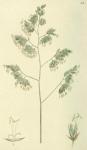 032. Dactylis glomerata.