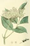 033. Sambucus nigra.