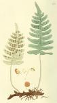 037. Polypodium vulgare.