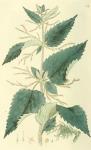 068. Urtica dioica.