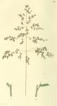 088. Poa pratensis.