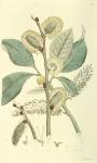 098. Salix caprea.