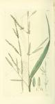 102. Poa fluitans.