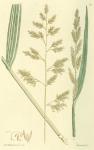 107. Arundo colorata.